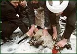 Повзуча ісламізація: як це робиться