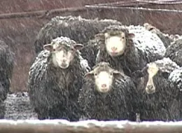 Барани