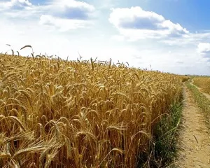 Урожай зерна в Україні може перевищити 50 млн тонн