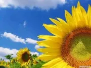 Кому потрібна «Омріяна Україна»?