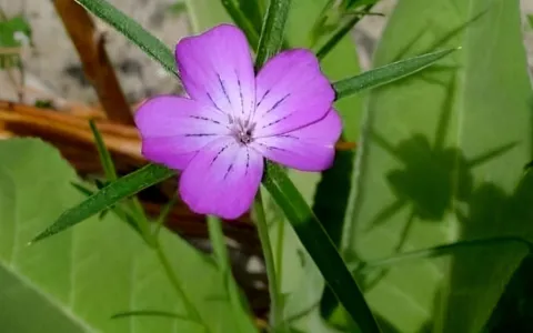 Кукіль звичайний (Agrostemma githago)