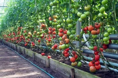 Особенности выращивания помидор