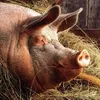 Свинячий вірус грипу не несе великої небезпеки для людей