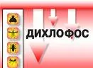 Проект Богословська не має квартири, а проект Тігіпко - машини (декларації недоторканих)