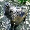 У лісах на Київщині водяться дикі вепри