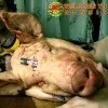 КАТИНЬ-2. Професор Дроздович підтвердив, що Ту-154М був знищений термовибухом