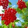 Зворушливі думки серед мальовничих верб