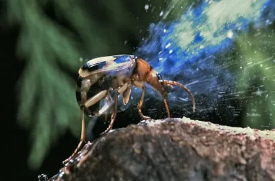 Жук-бомбардир