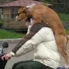 Люди з собаками