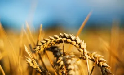 Поява сільського господарства майже зруйнувала людську цивілізацію