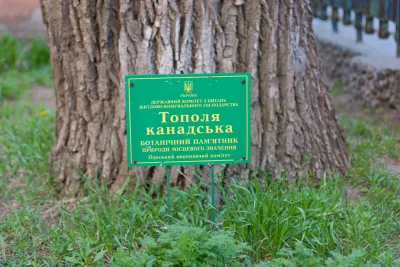 Тополя дельтолиста