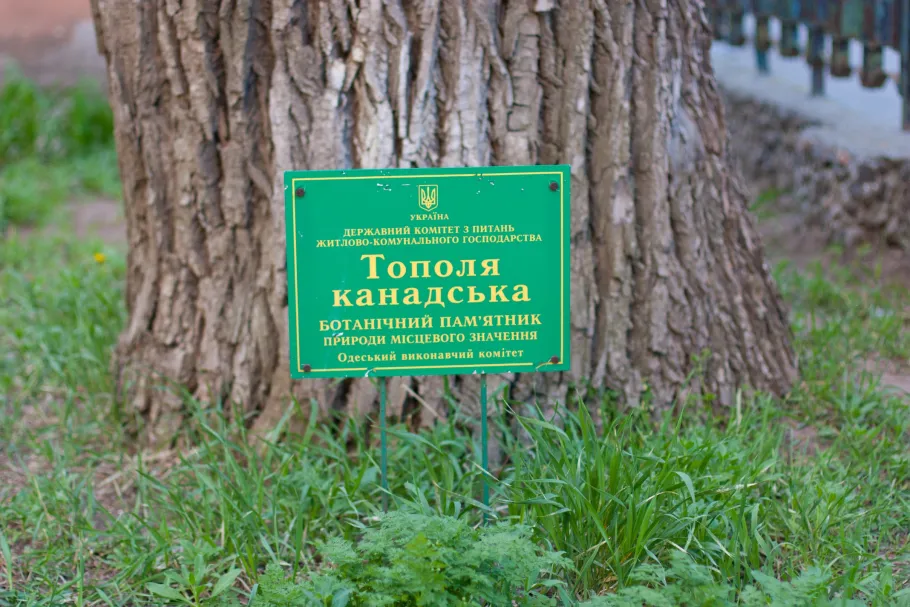 Тополя дельтолиста